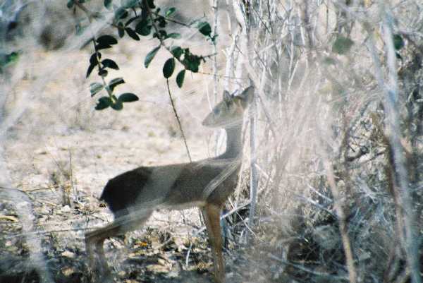 Dik Dik