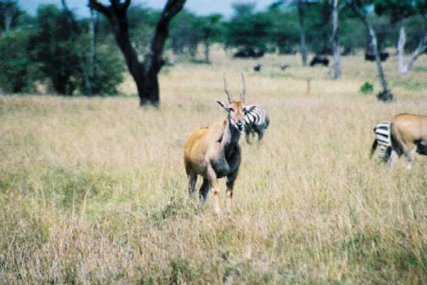 Elandantilope