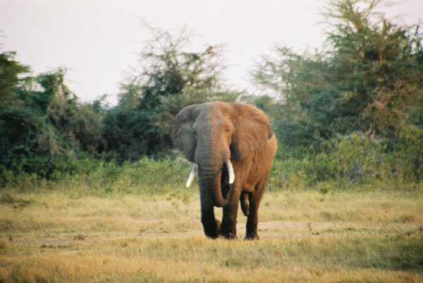 Elefant
