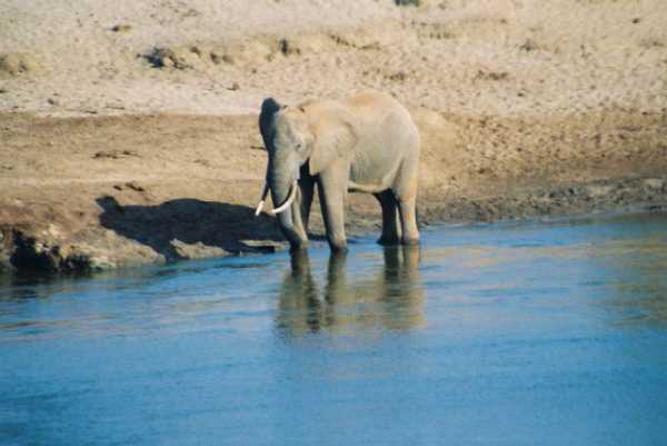 Elefant