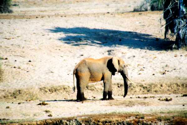 Elefant