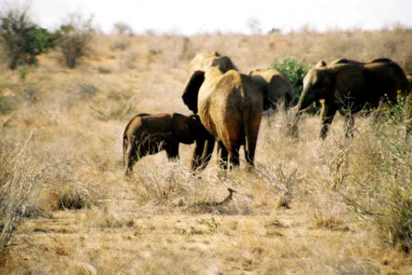 Elefant
