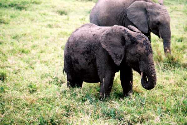 Elefant