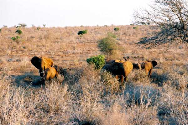 Elefant