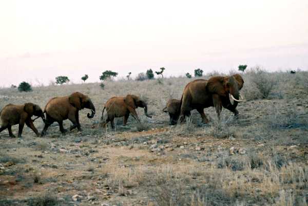 Elefant