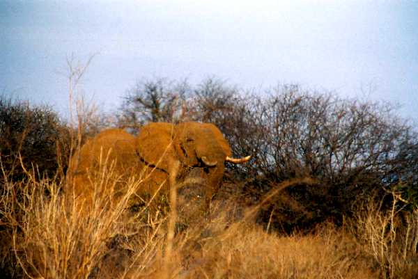 Elefant
