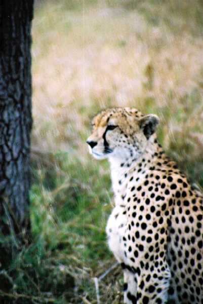 Gepard