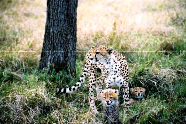 Gepard