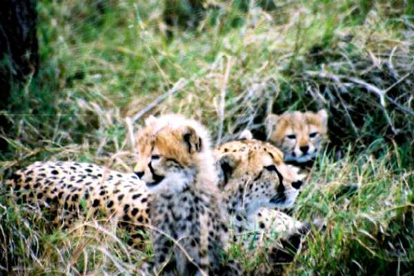 Gepard
