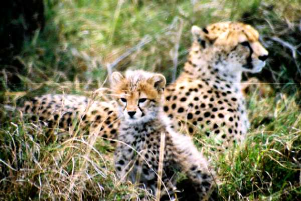 Gepard