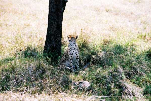 Gepard