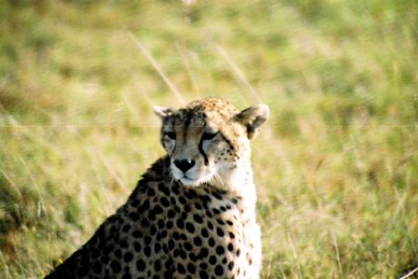 Gepard
