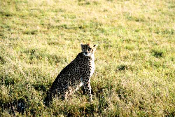 Gepard