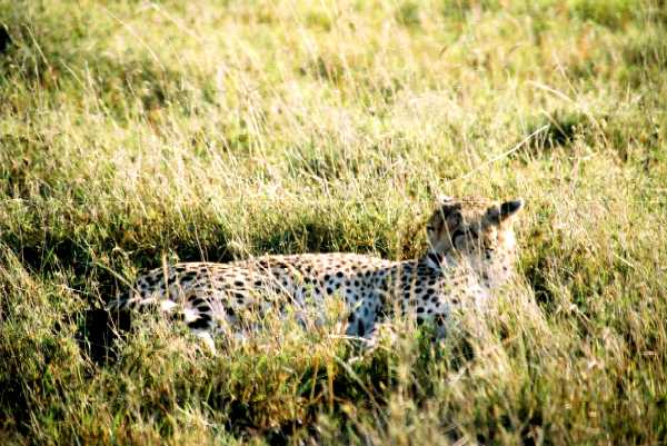 Gepard