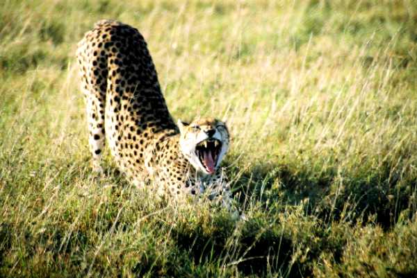 Gepard
