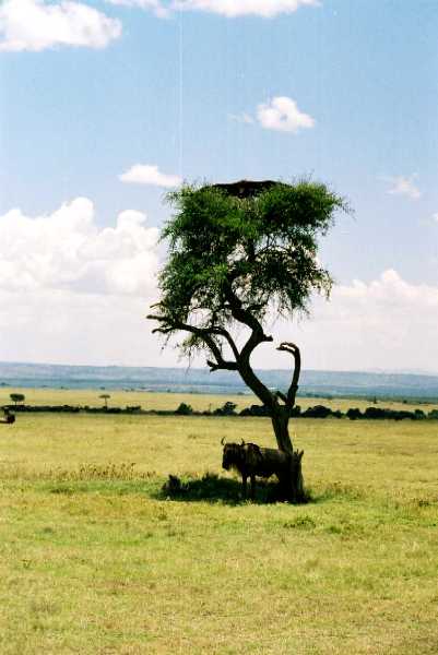 Gnu, Geier und Warzenschwein