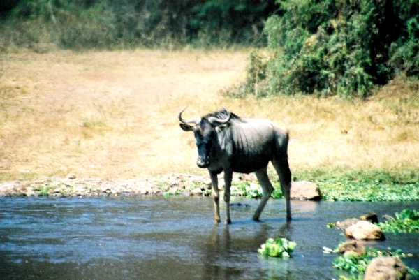 Gnu