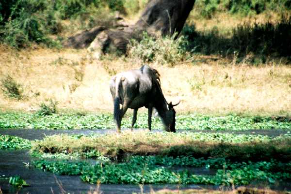 Gnu