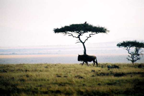 Gnu
