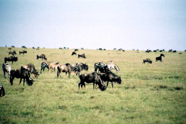 Gnu- und Zebraherde