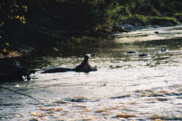 Flusspferd