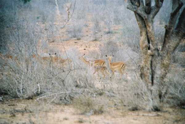 Impala