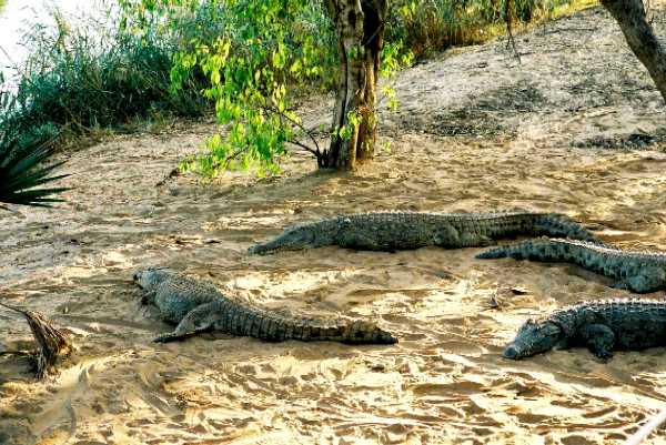 Krokodil
