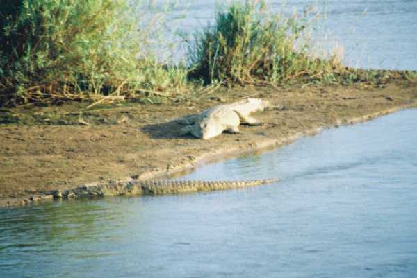 Krokodil