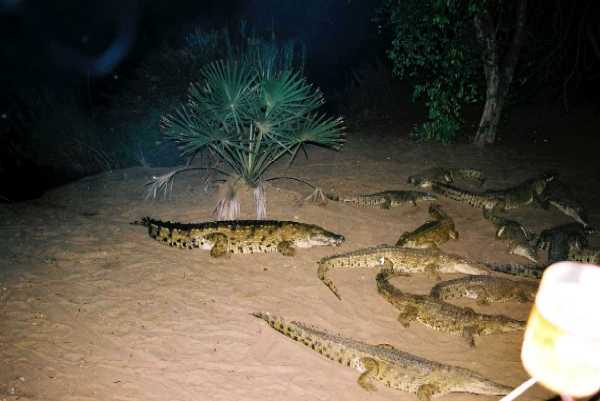 Krokodil