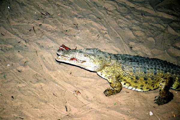 Krokodil