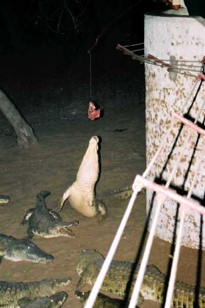 Krokodil