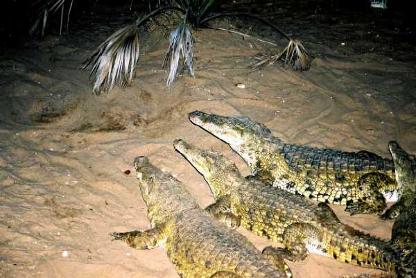Krokodil