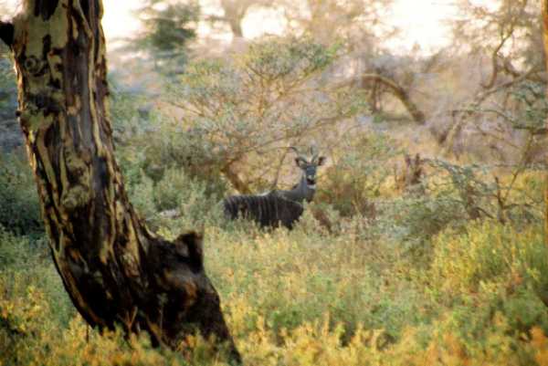 Kleiner Kudu