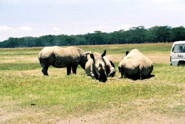 Breitmaulnashorn