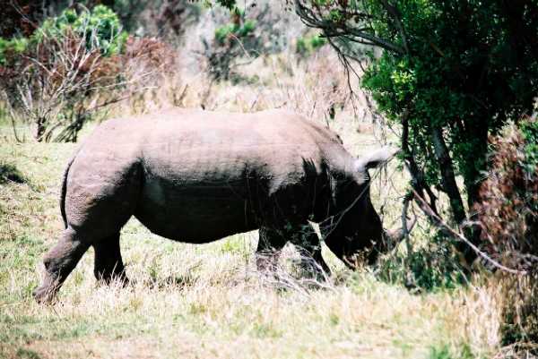Breitmaulnashorn