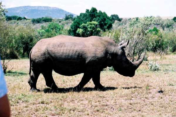 Breitmaulnashorn
