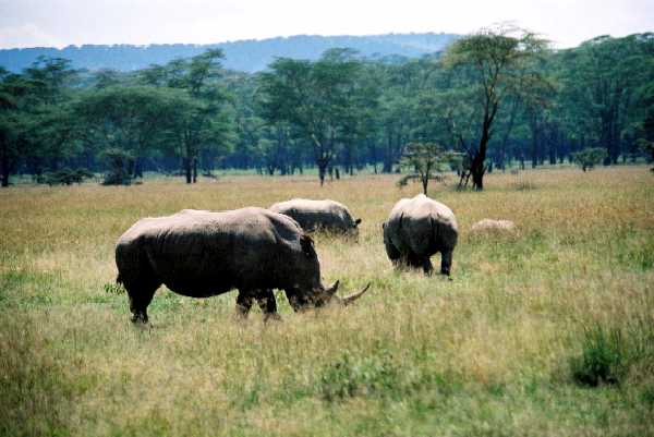 Breitmaulnashorn