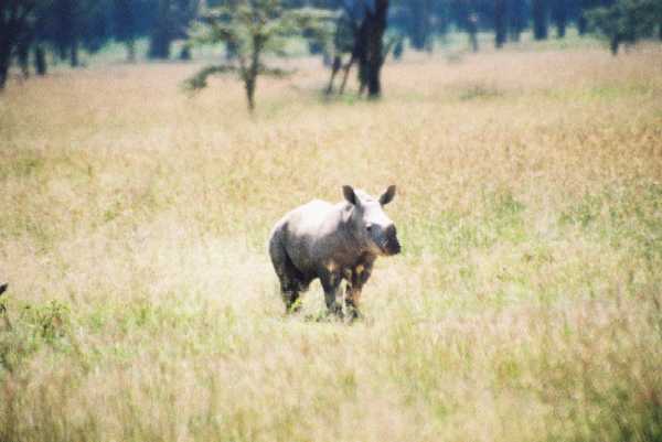 Breitmaulnashorn