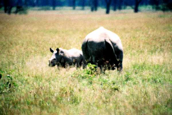Breitmaulnashorn