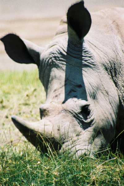 Breitmaulnashorn