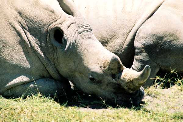 Breitmaulnashorn