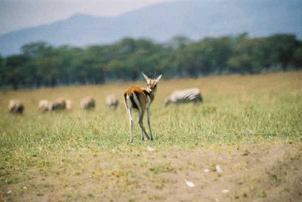 Thomson Gazelle