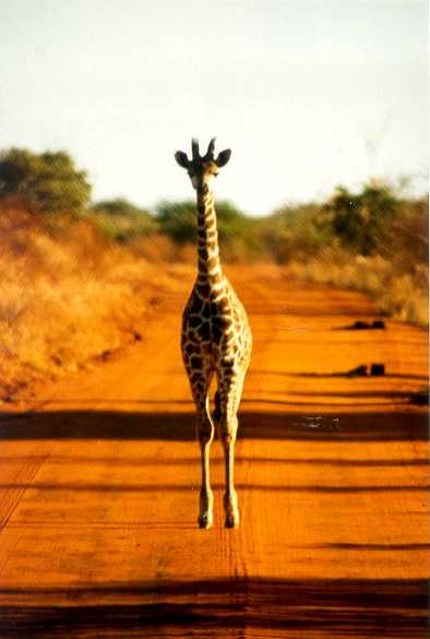 Masai Giraffe