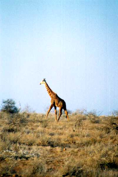 Masai Giraffe