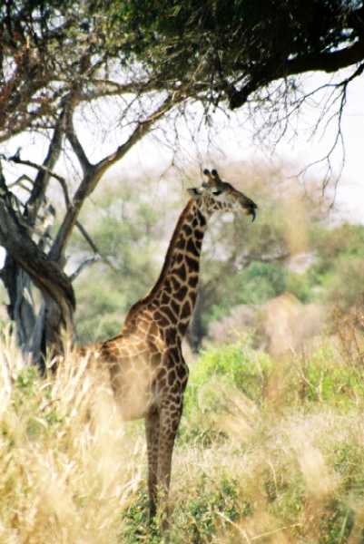 Masai Giraffe