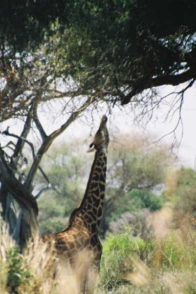 Masai Giraffe
