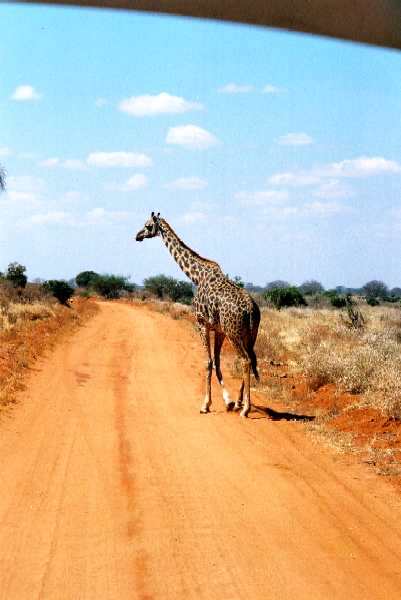 Masai Giraffe