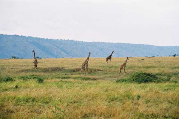 Masai Giraffe