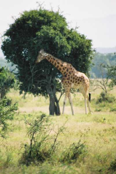 Rothschild Giraffe