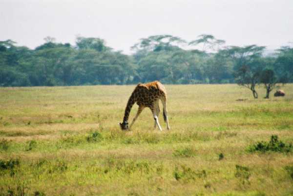 Rothschild Giraffe
